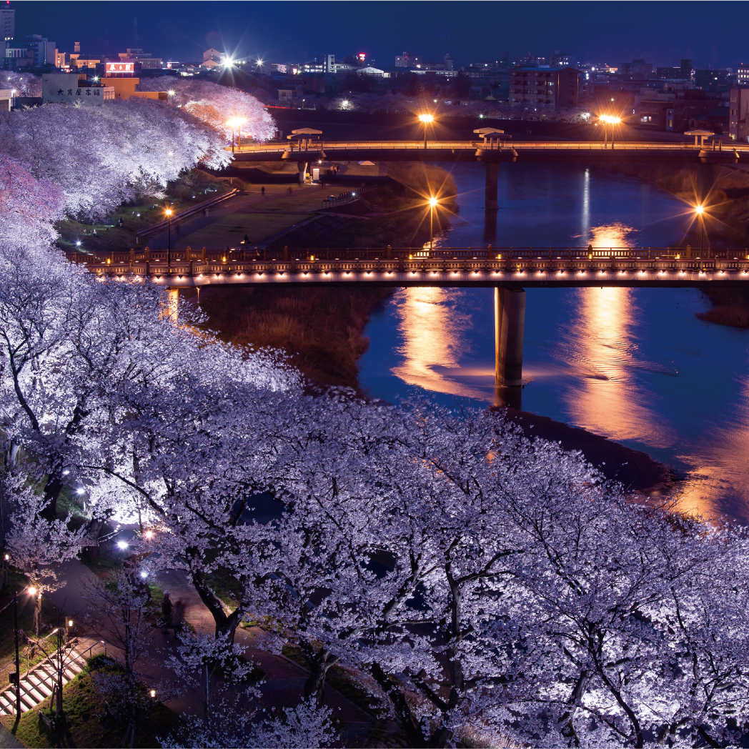 足羽川の夜桜