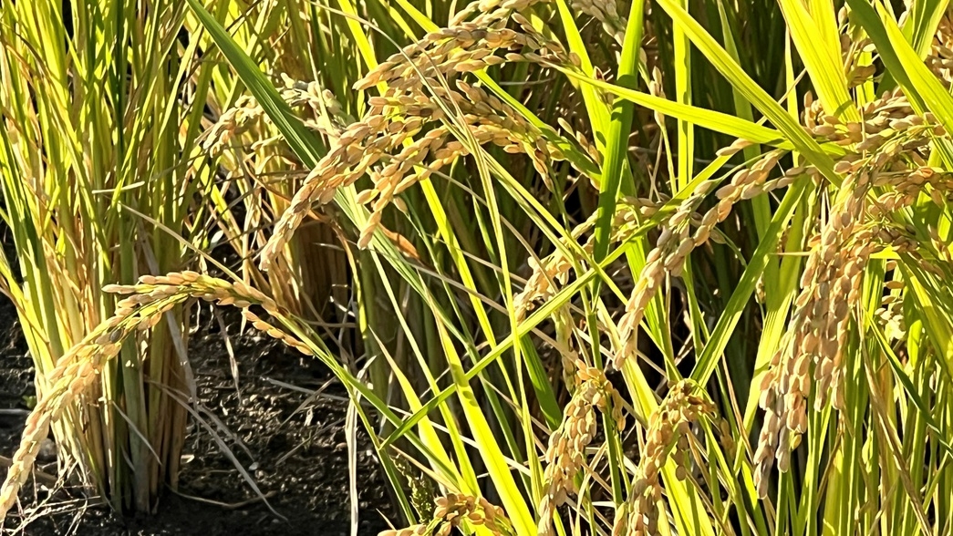 【朝食付きプラン】今日、泊まりたい方必見！