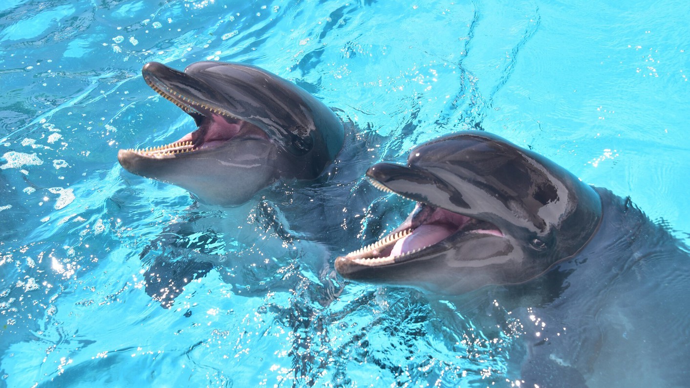「アドベンチャーワールド入園券付」宿泊プラン（朝食付）