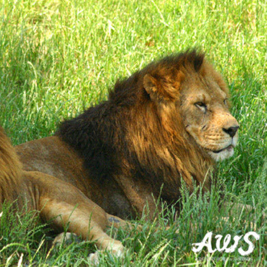 アドベンチャーワールドの百獣の王ライオン