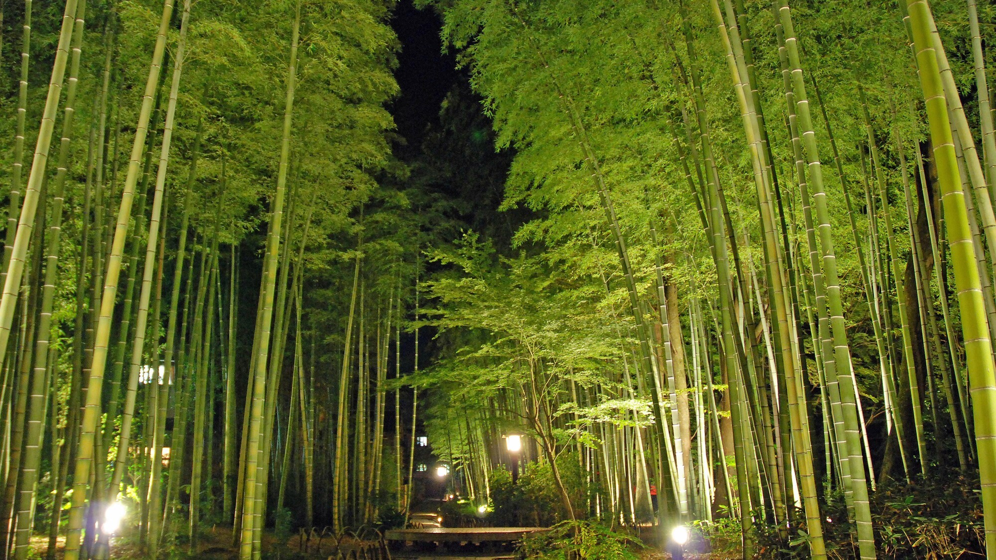 竹林の小道