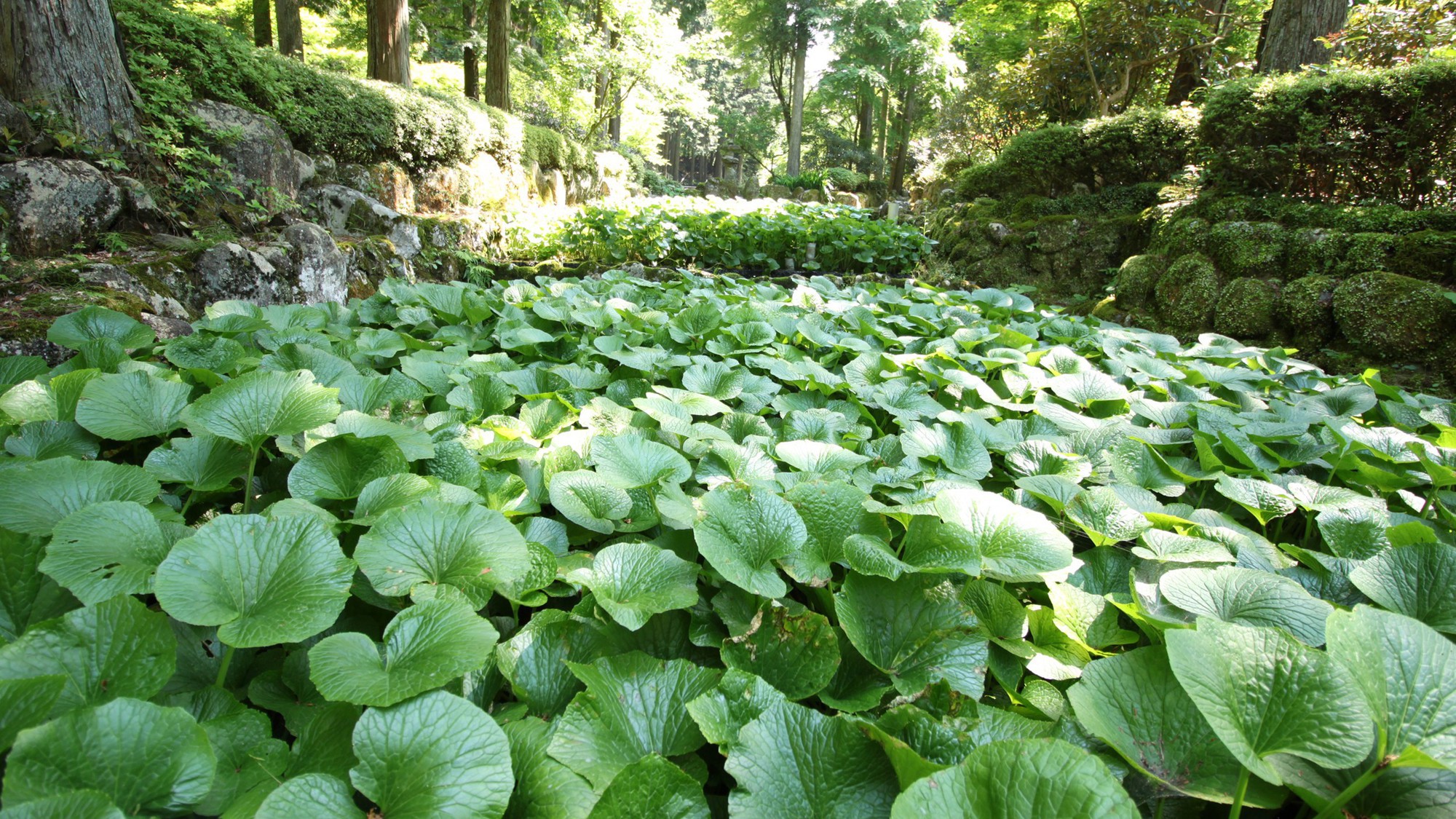 大見屋わさび田