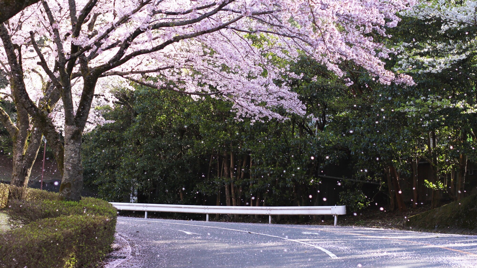 桜