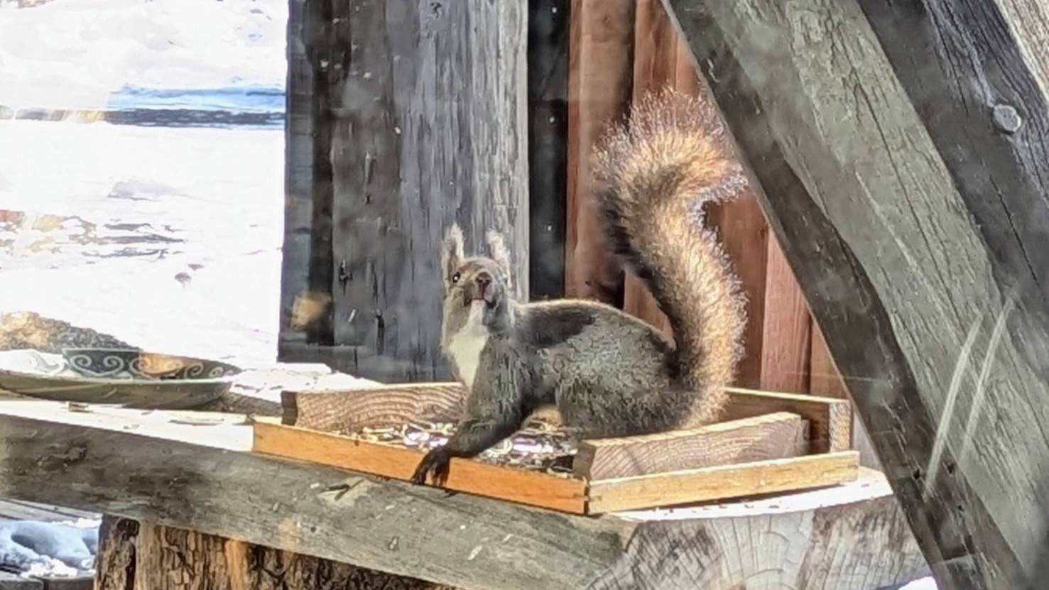 2026【朝食のみ】空知のごちそう!＜50品目以上バイキング＞窓辺のリスに出会えるかも♪