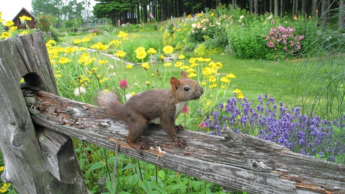 ランチコース12:00〜【タオル＆ドリンク付】平日はネット予約がお得「春のランチコース」と日帰り温泉