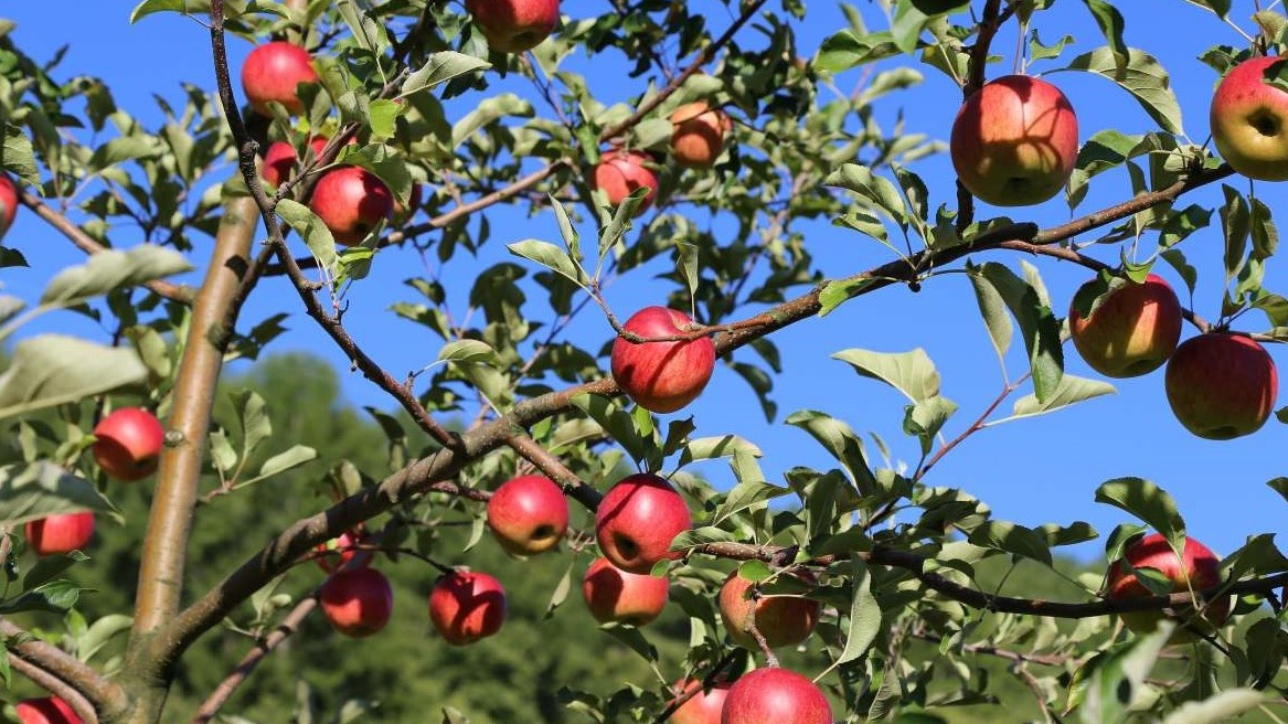 秋にはりんごがたくさん採れます。他プラム、桃など季節によって収穫したものを売店で販売いたします。