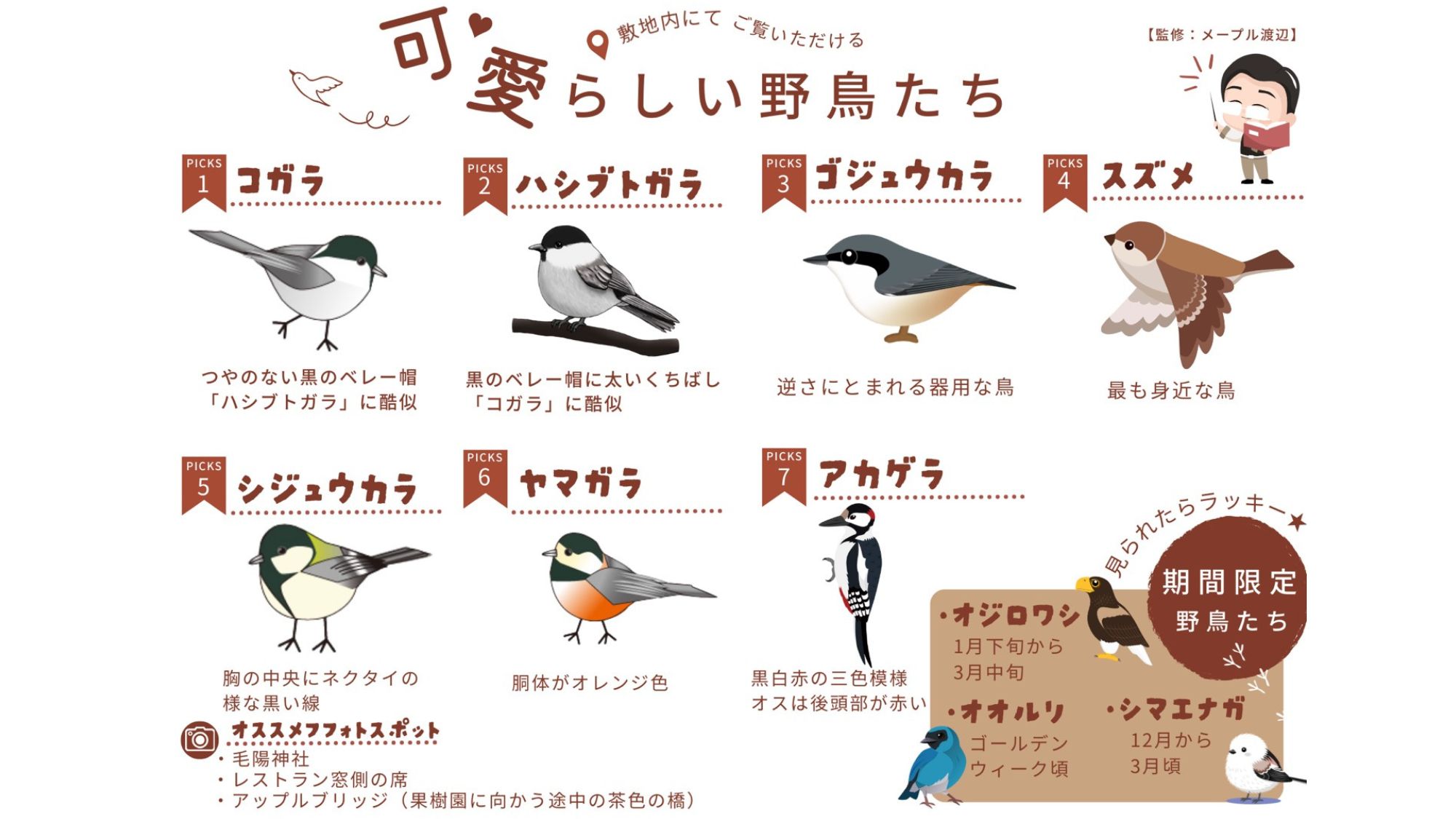 ホテル周辺で見られる野鳥をフロント横でご紹介しております。エゾリスに出会えることも多いですよ。
