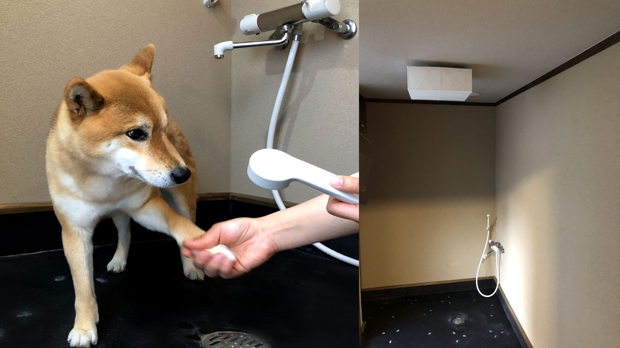ペットの足洗い場