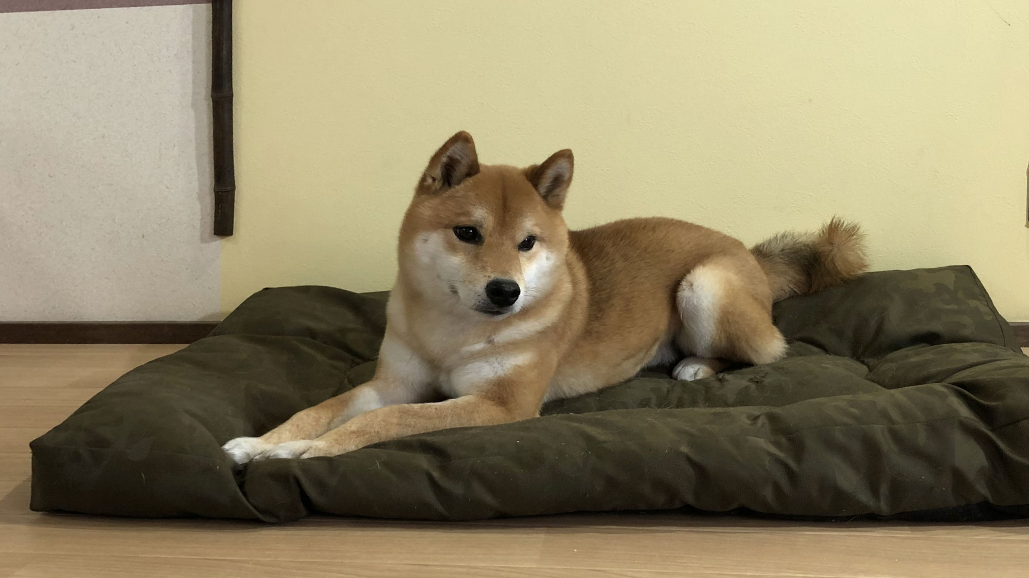 看板犬、とは言っても普段は自宅にいますが、柴犬のサスケ君