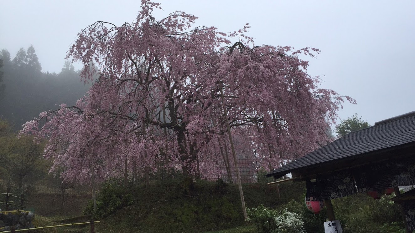 桜