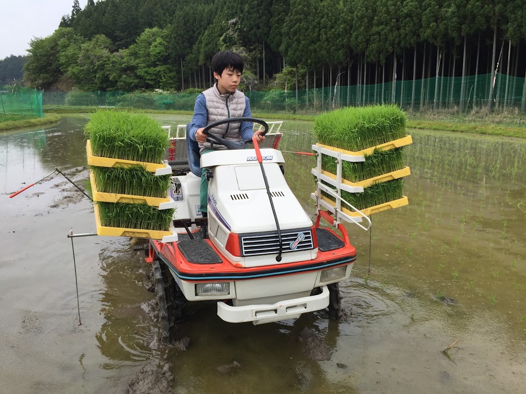 田植え