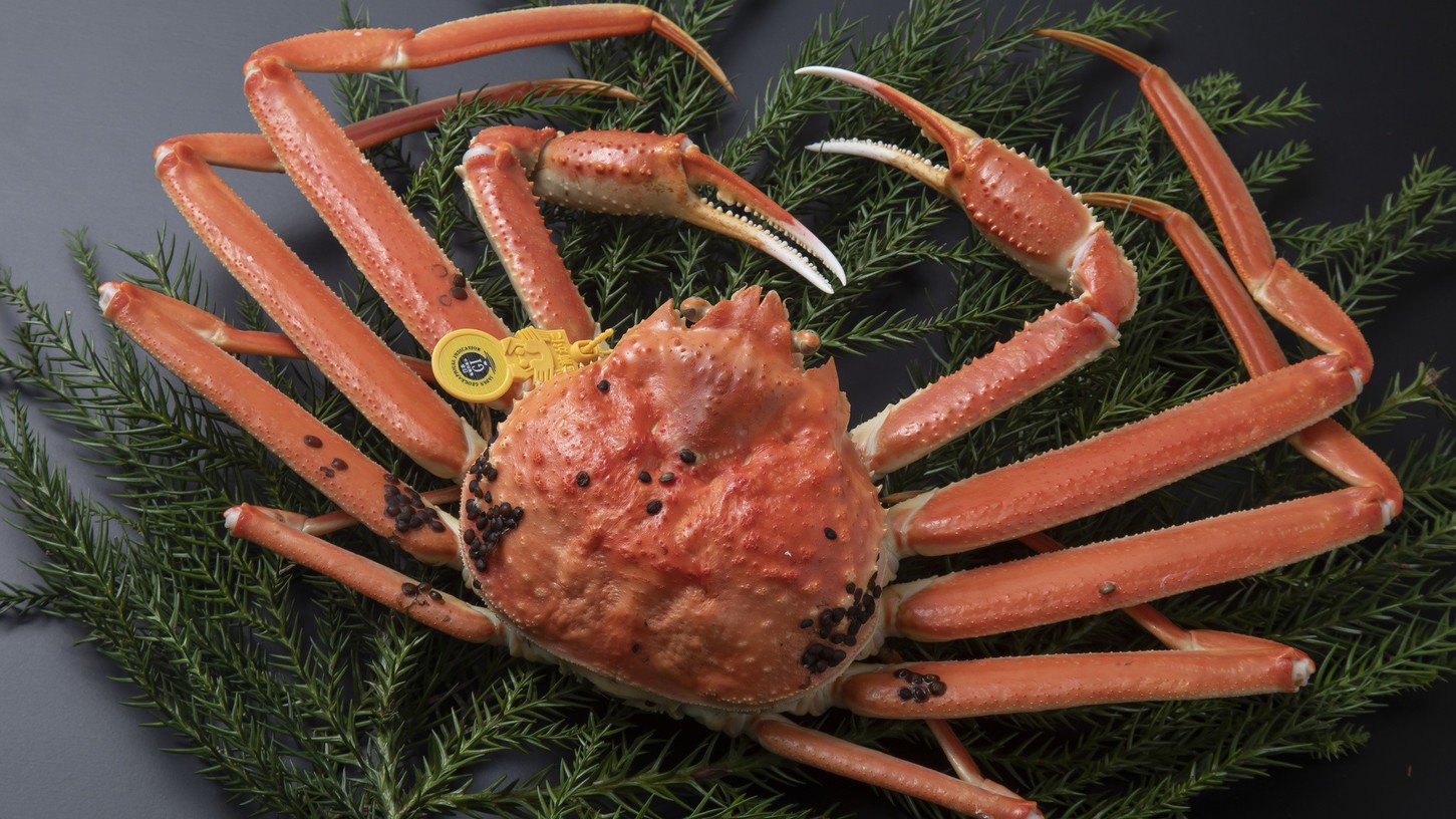 【越前がに2人で1杯付】ゆで蟹を仲良くシェア♪月替わり会席と一緒に福井のブランド越前がにを楽しむ