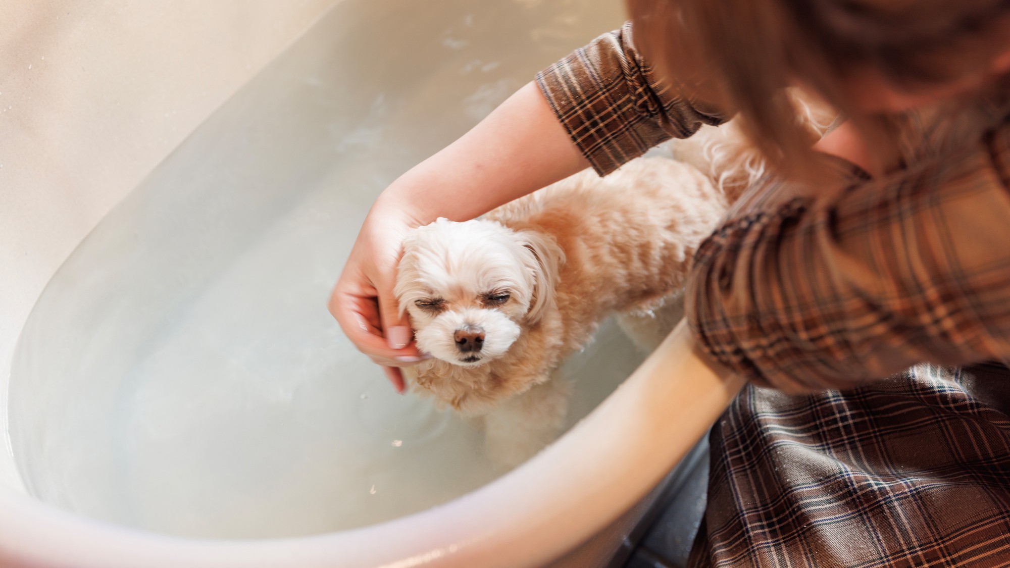 愛犬と風呂三昧★【半露天・ベッド付純和風客室】ドライコーナー完備《ワンちゃん同席OKの半個室食事処》