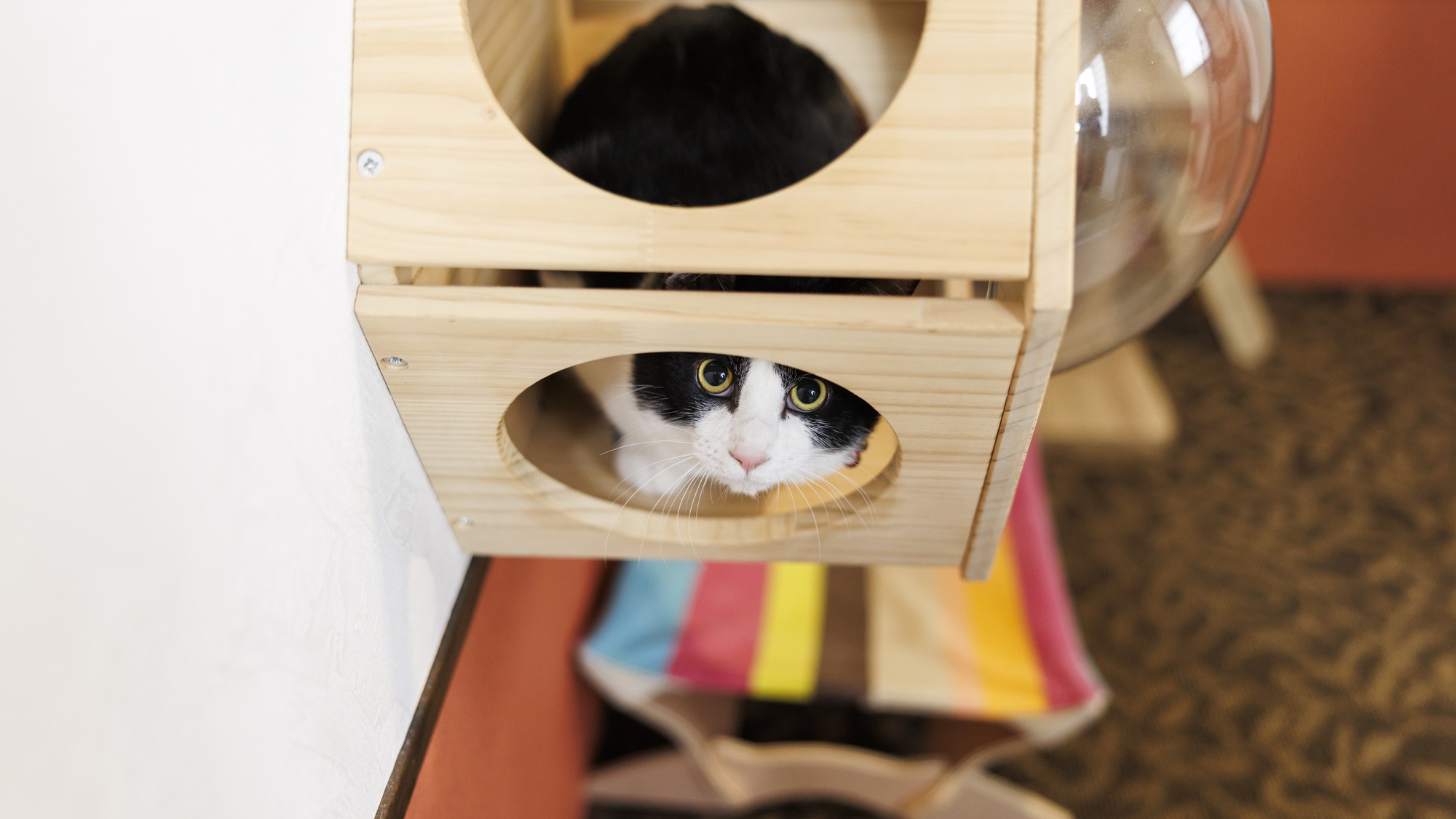 ワンニャンルーム【スタンダード】（ベッド付き和洋室）