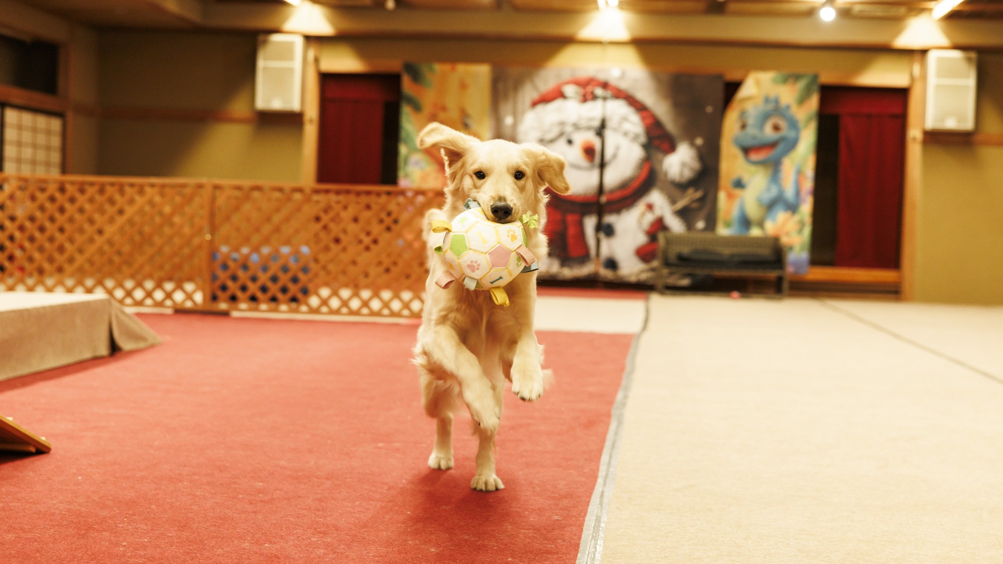 屋内ドッグランで愛犬と思う存分遊ぼう♪