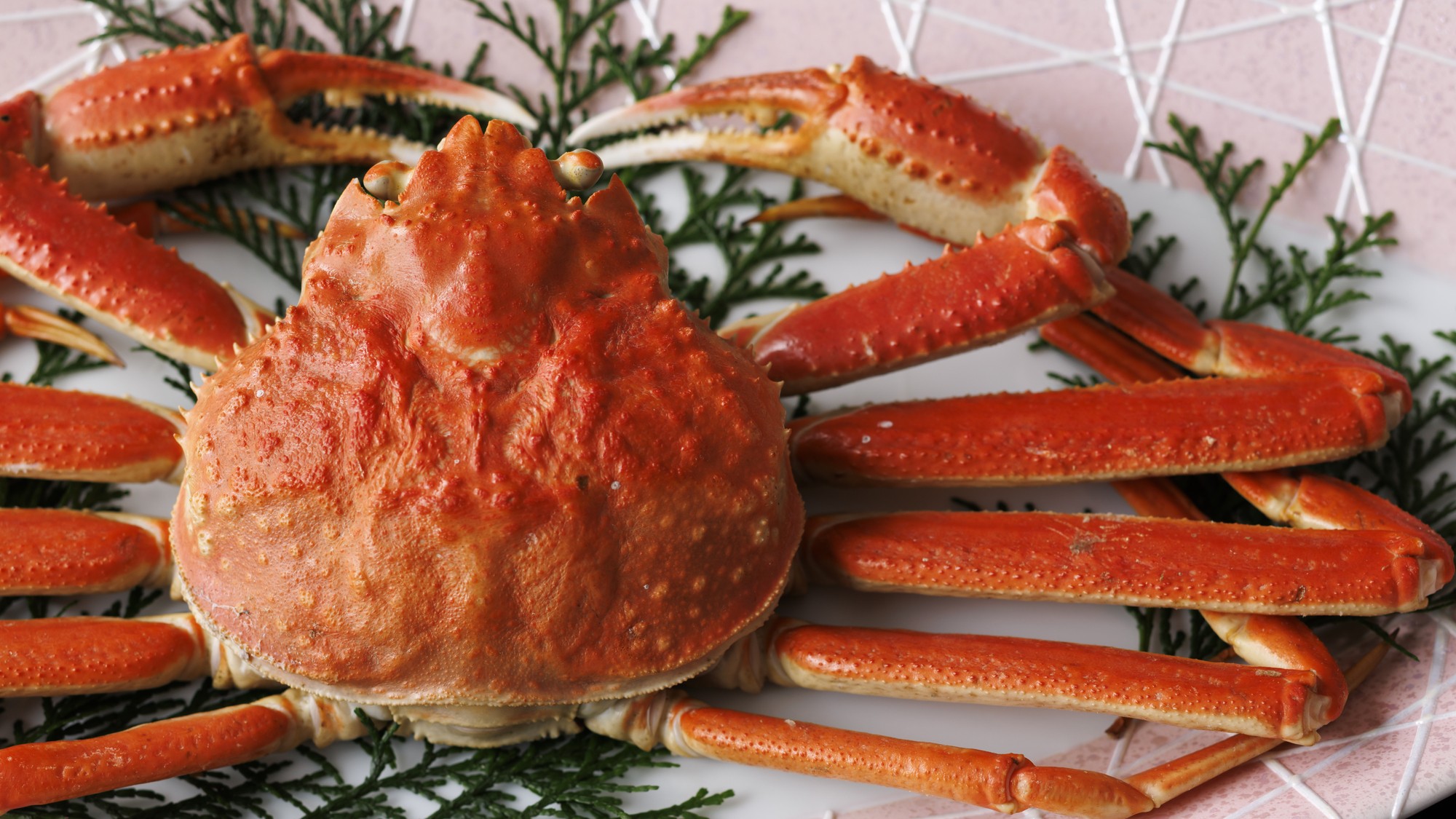 ズワイガニイメージ