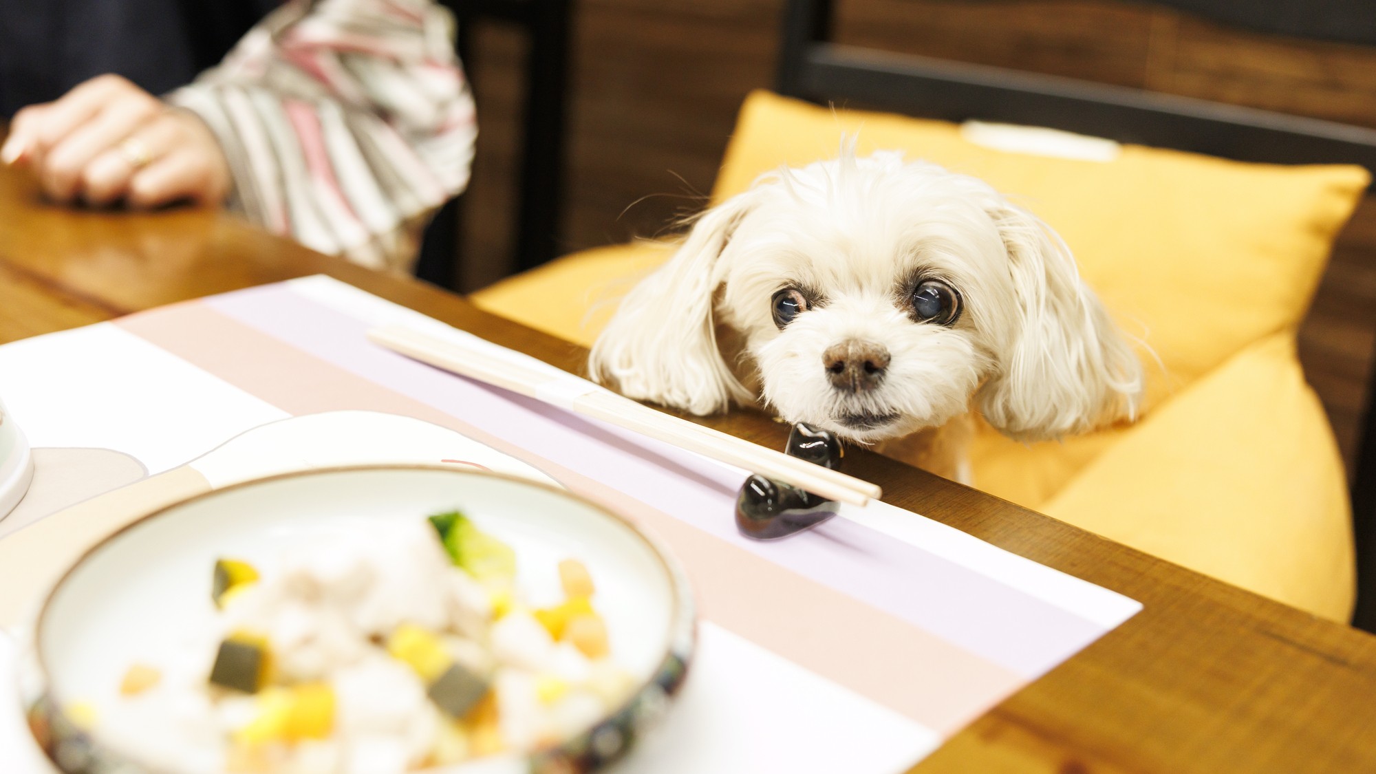 わんちゃん用別注料理も充実！