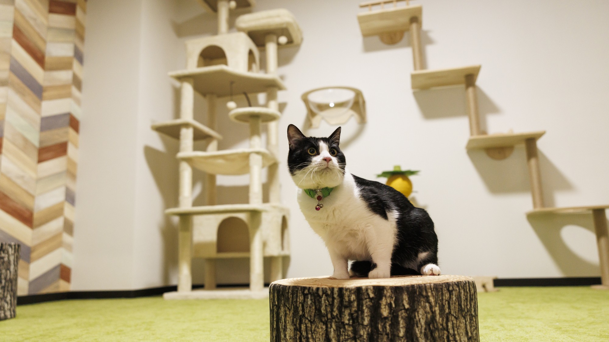 ワンニャンルーム【デラックス】プレイルーム・ベッド付和洋室