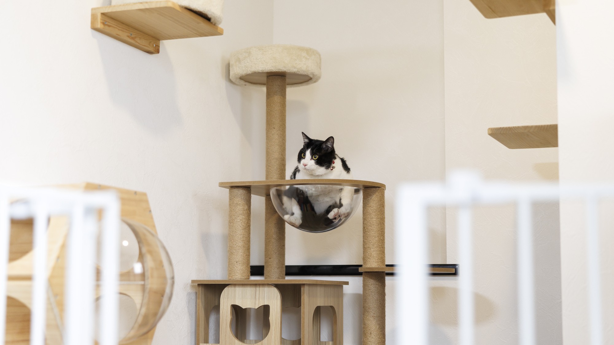 ワンニャンルーム【スタンダード】（ベッド付き和洋室）