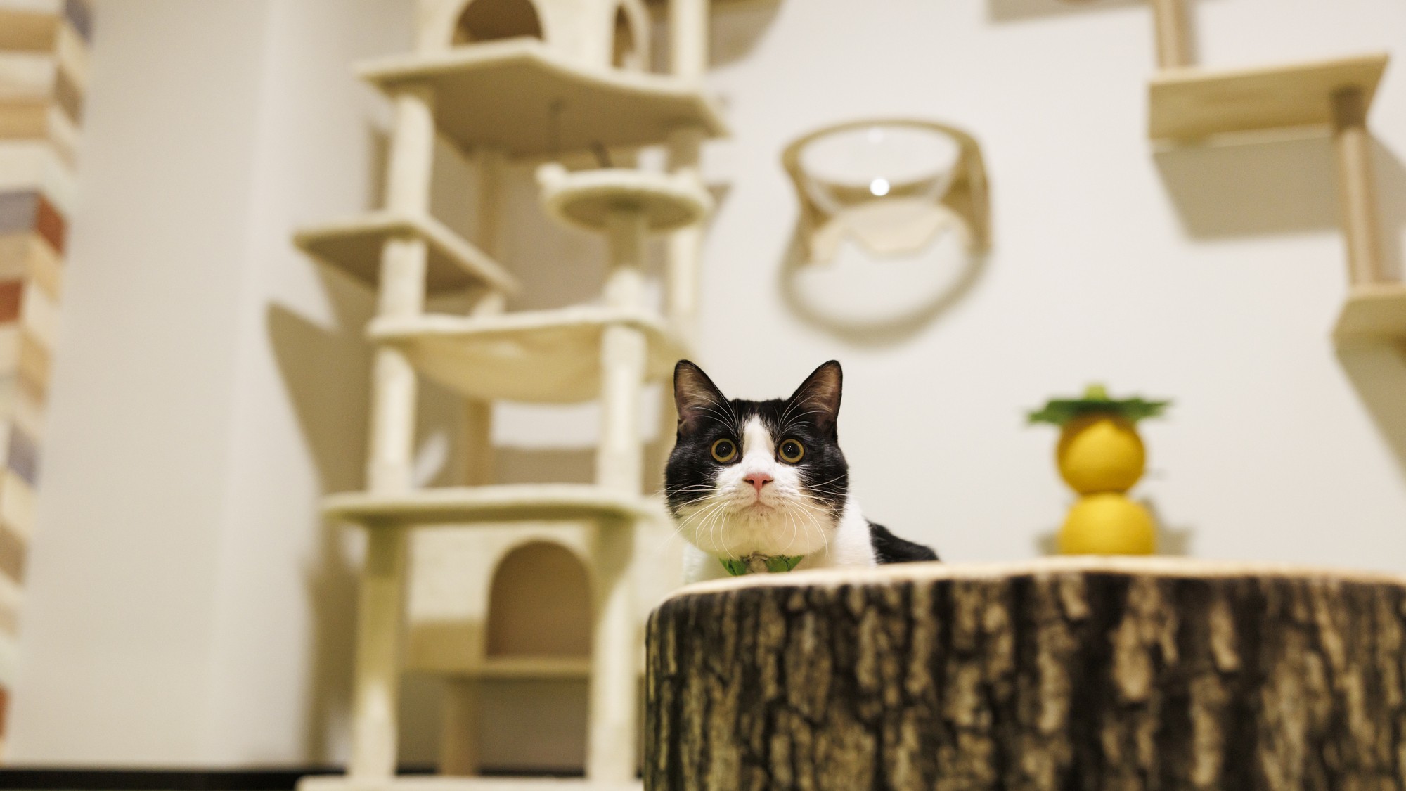 ワンニャンルーム【デラックス】プレイルーム・ベッド付和洋室