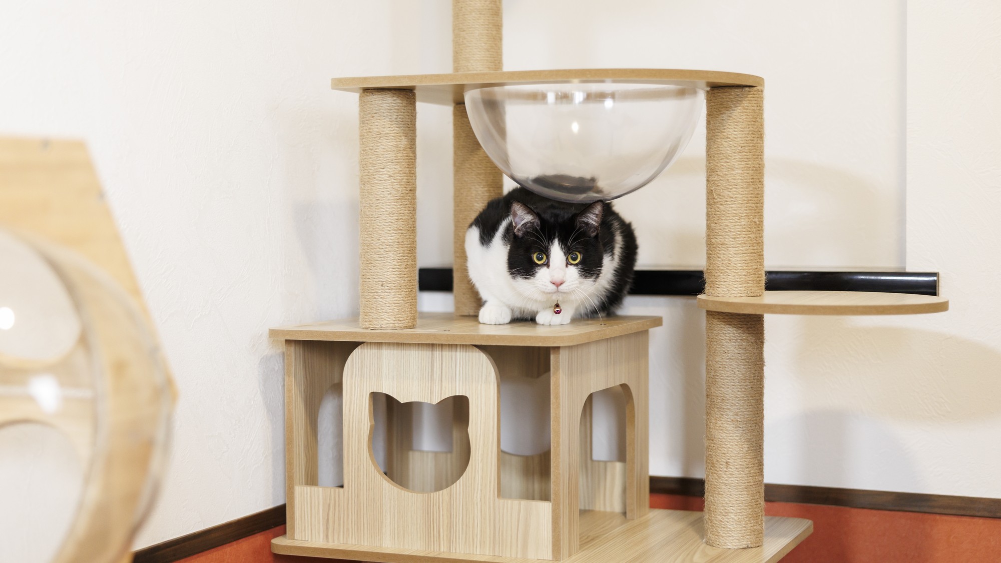 ワンニャンルーム【スタンダード】（ベッド付き和洋室）