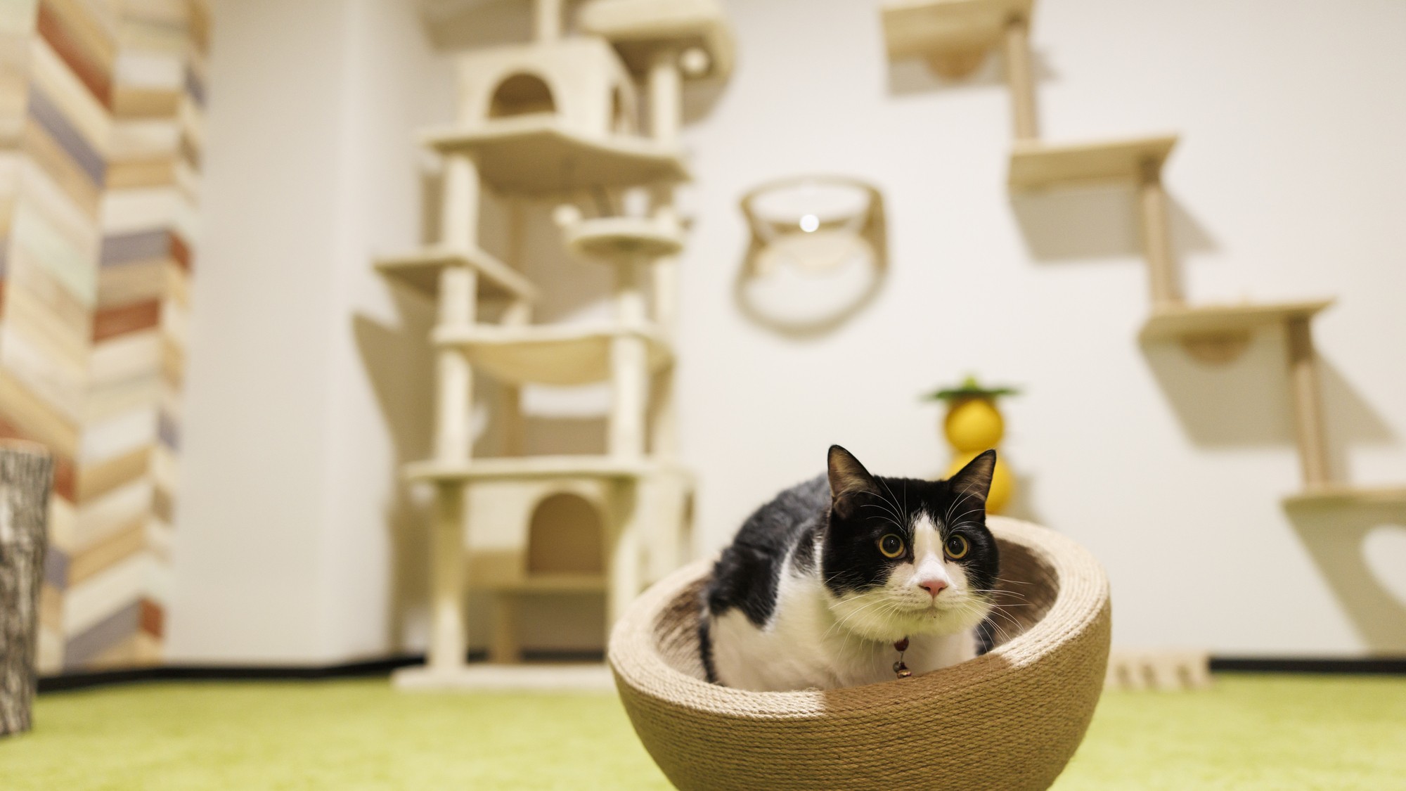 ワンニャンルーム【デラックス】プレイルーム・ベッド付和洋室