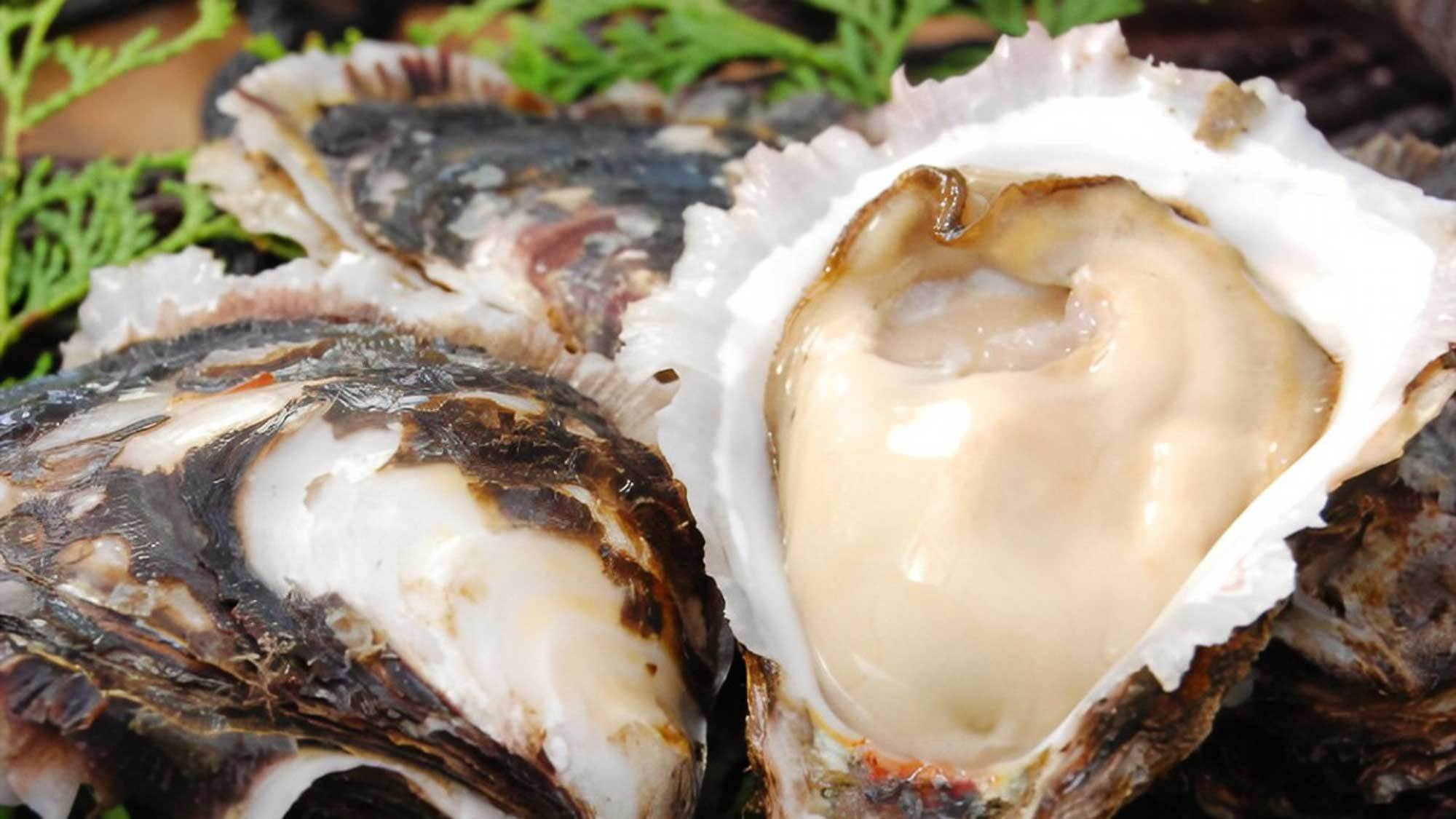 【６月・７月限定】今が旬！初夏の味覚“岩牡蠣”＋お手軽かんてきプラン◆夕食フリードリンク付
