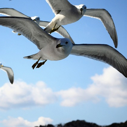 鳥羽湾めぐり