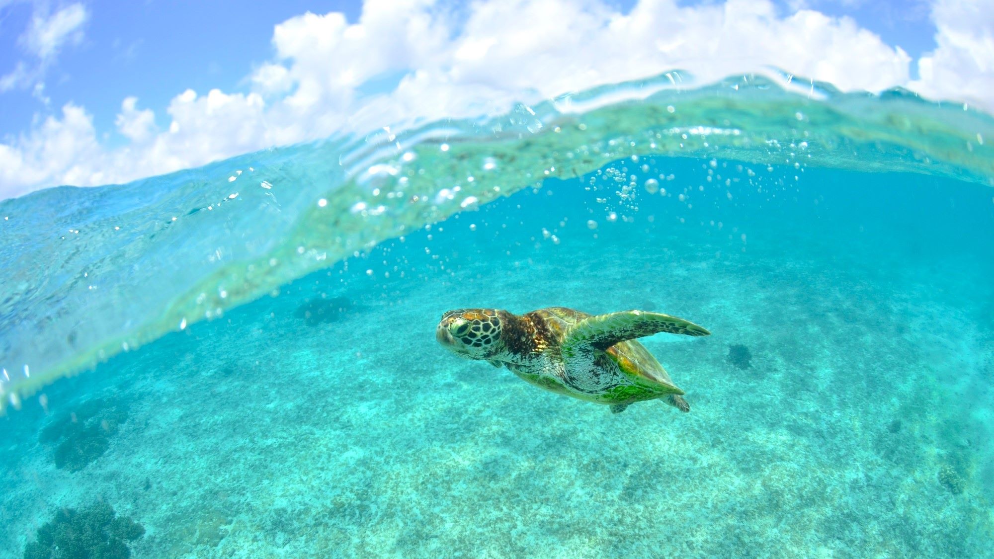 【シギラビーチ（リゾート内）】サンゴ礁や熱帯魚はもちろん、時にはウミガメにも出会えるビーチです。