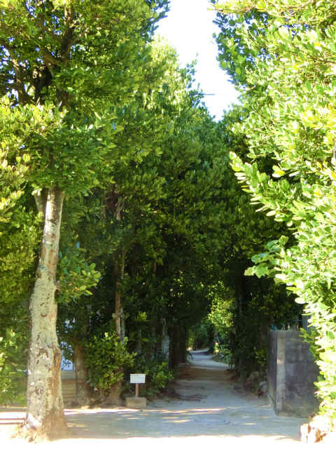 備瀬の福木並木