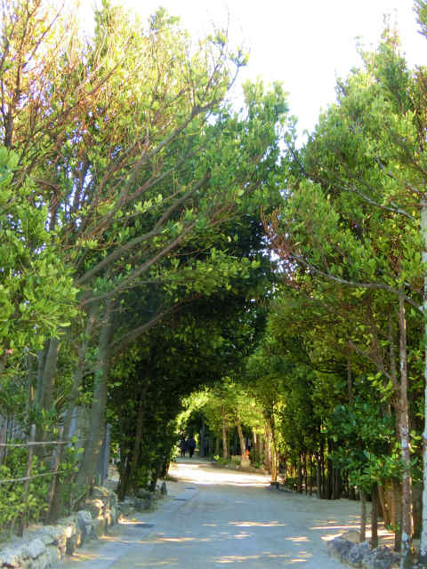 備瀬の福木並木