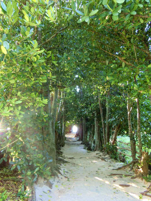 備瀬の福木並木