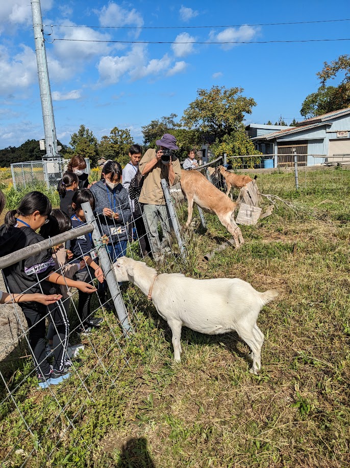 山羊たちとふれあい