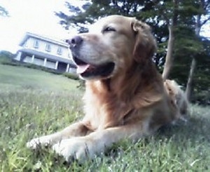 【愛犬と泊まる】蓼科コテージステイ！本館の絶景温泉×囲炉裏料理を楽しむ1泊2食付※猫ちゃんもOK！