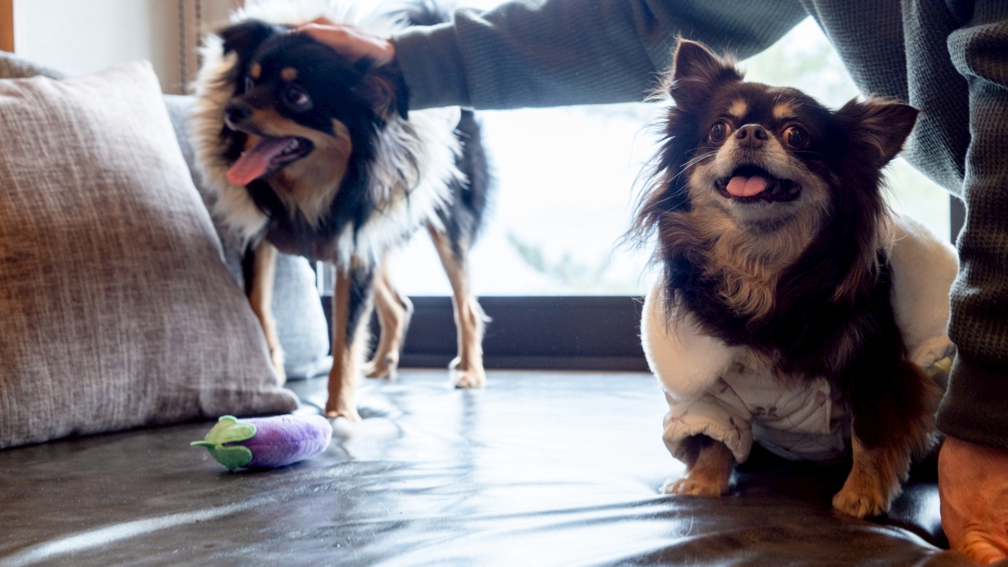 【客室イメージ】明るく快適な空間で、愛犬とともにゆったりとお過ごしください