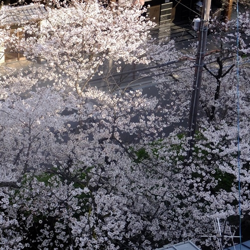 木屋町通りの桜