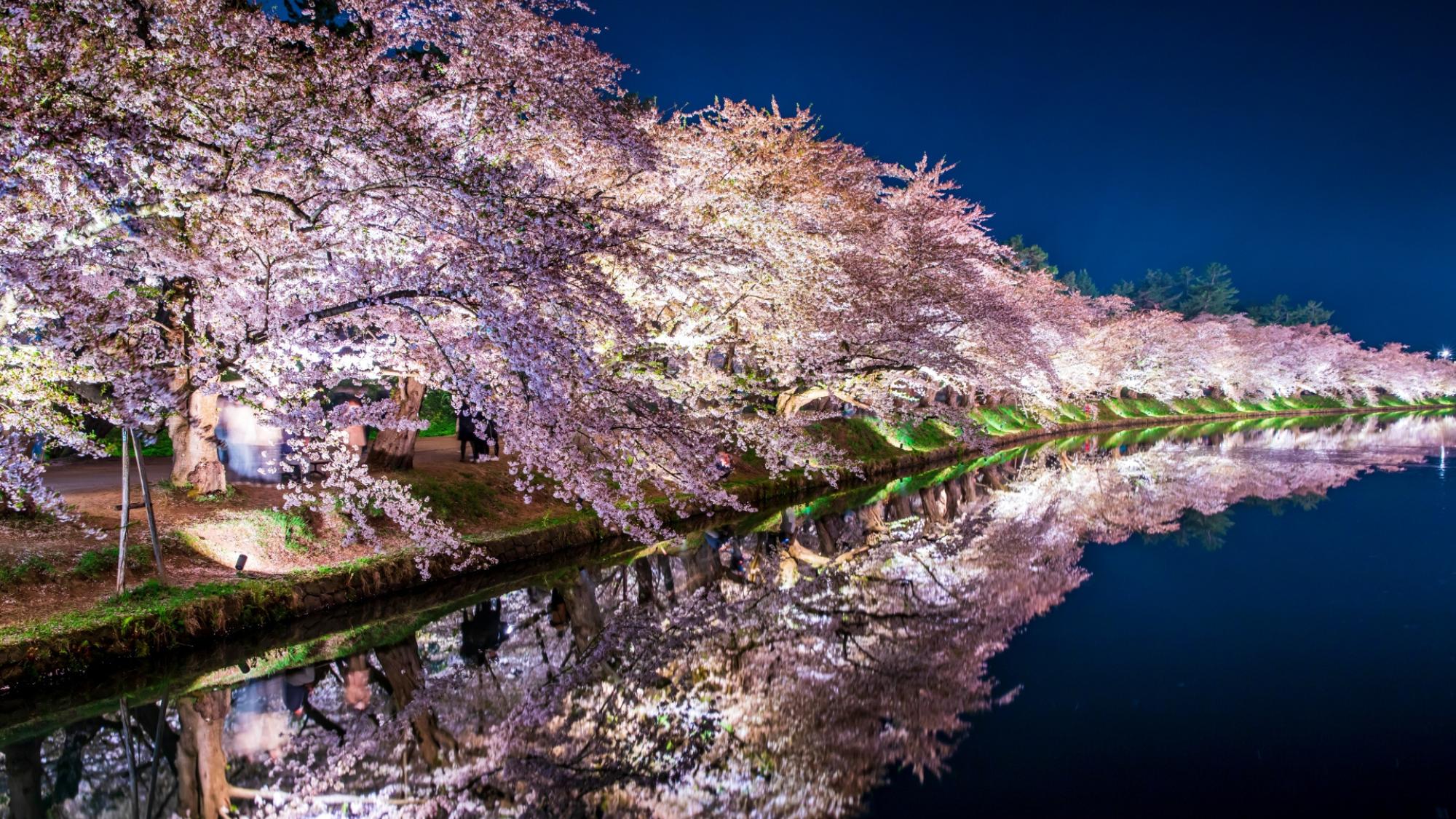 【弘前さくらまつり】外濠ライトアップが水面に映える名所
