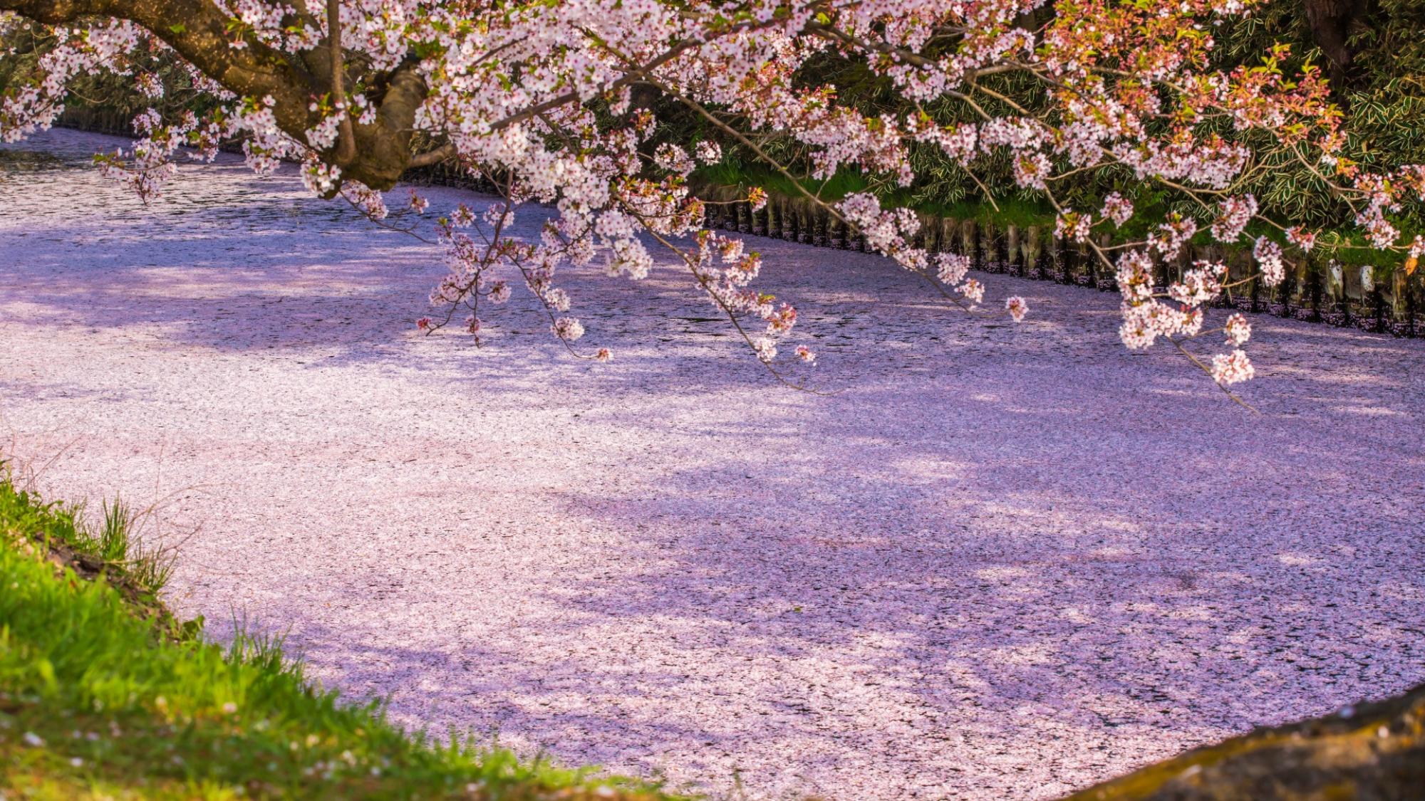 【弘前さくらまつり】散り始めに見られる名物・花筏が一面に広がる