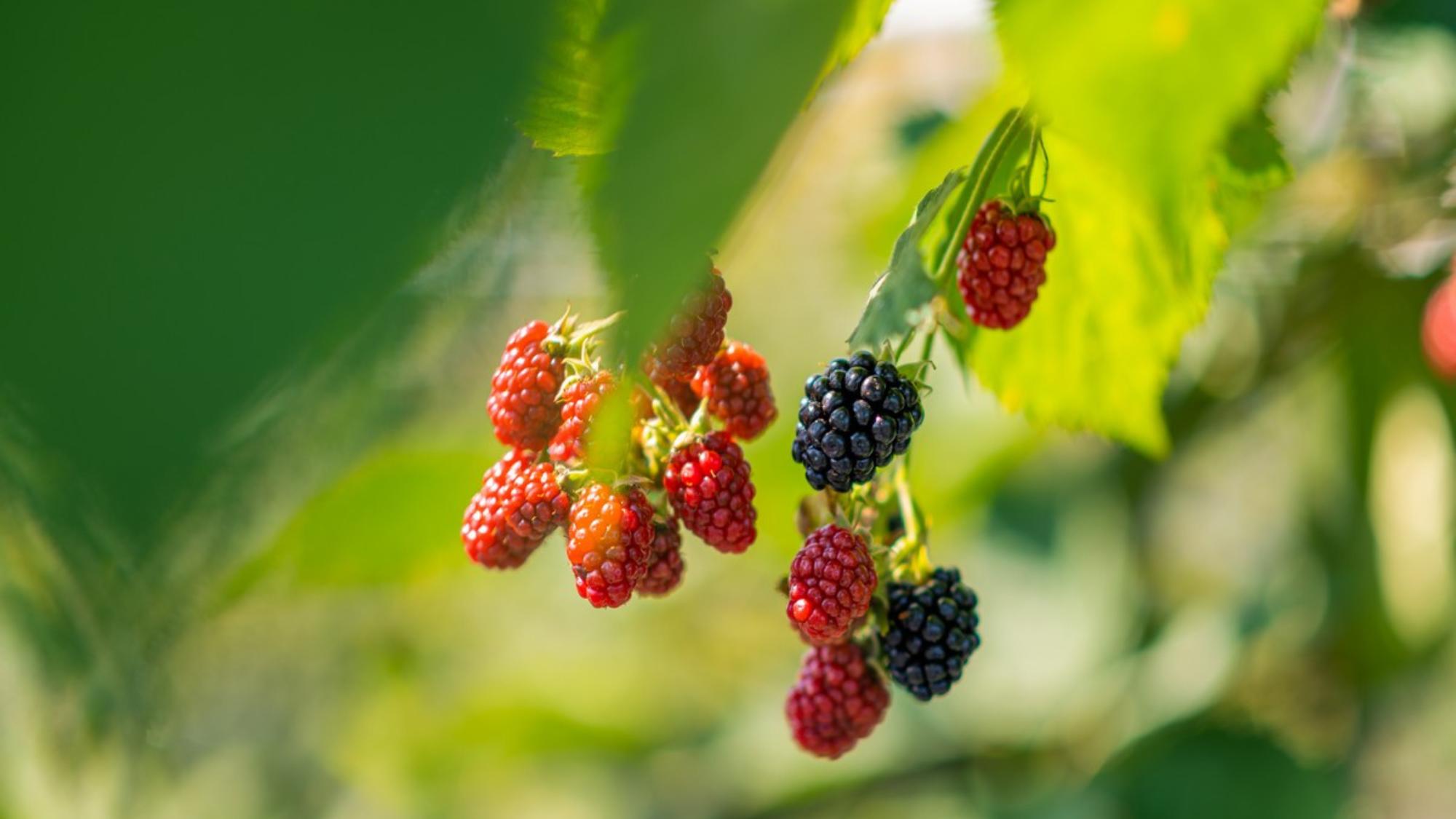 【三内縄文ベリーパーク】ブラックベリーをメインに収穫体験できます。