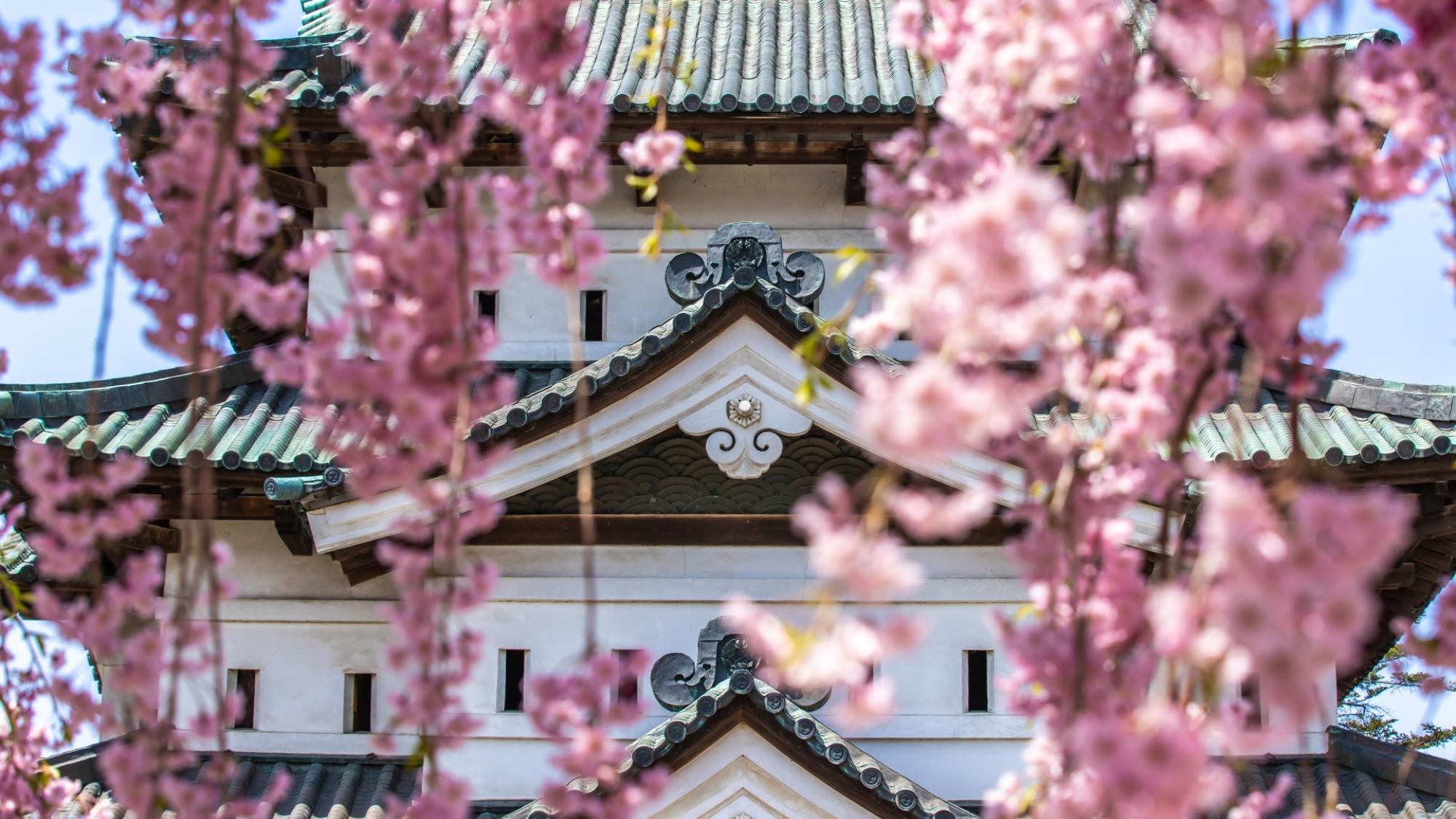 【弘前さくらまつり】本丸周辺は桜越しに天守を撮れる定番撮影ポイント