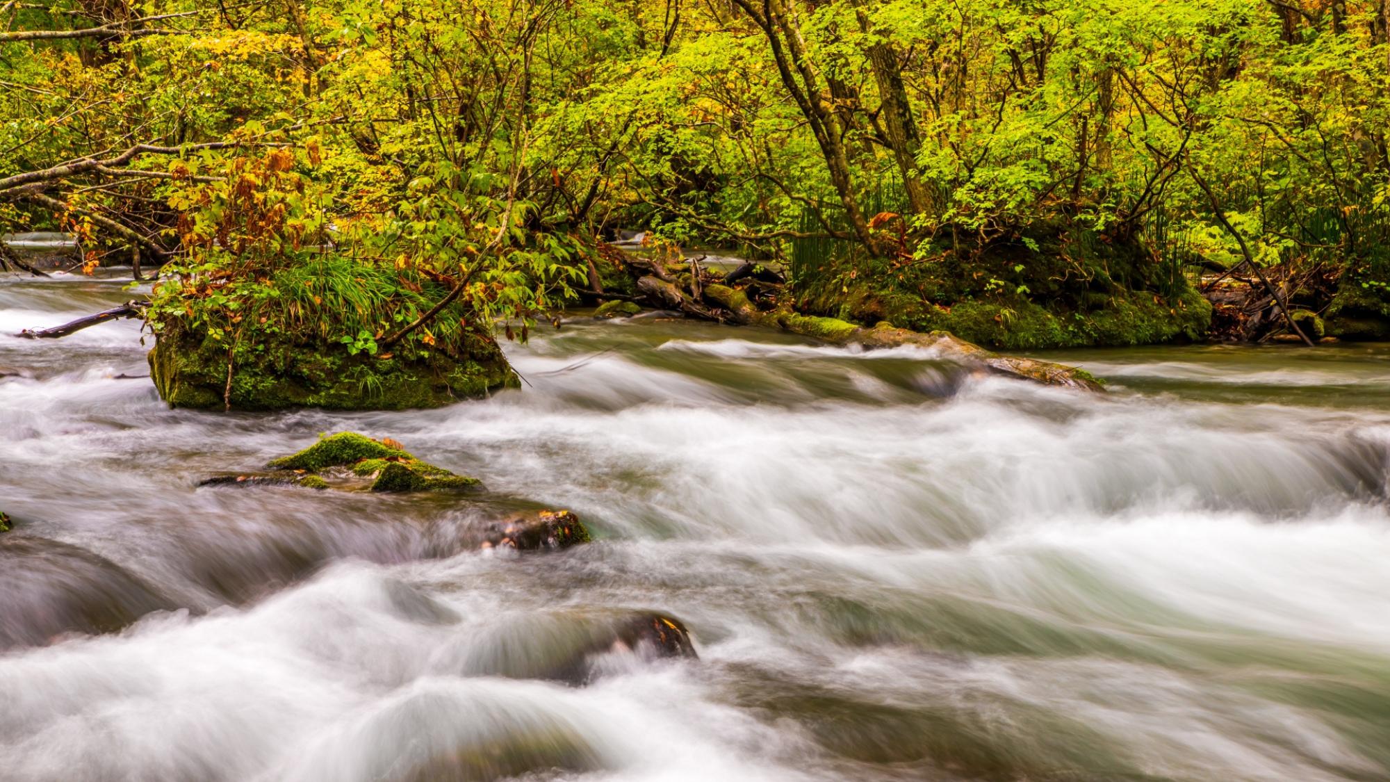 【奥入瀬｜秋】渓流沿いは苔と清流が美しい散策名所