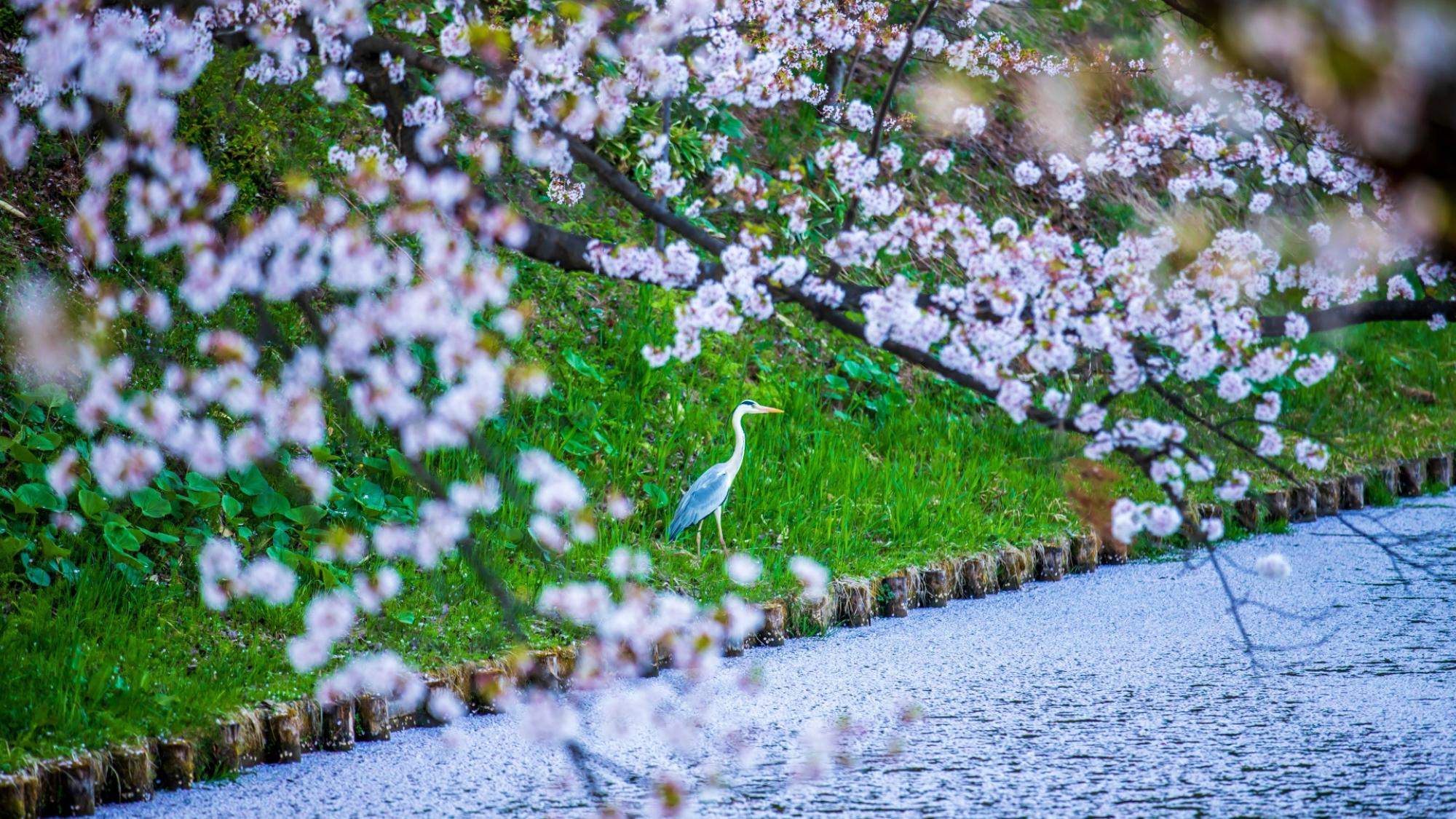 【弘前さくらまつり】西濠周辺は野鳥も見られる静かな散策路