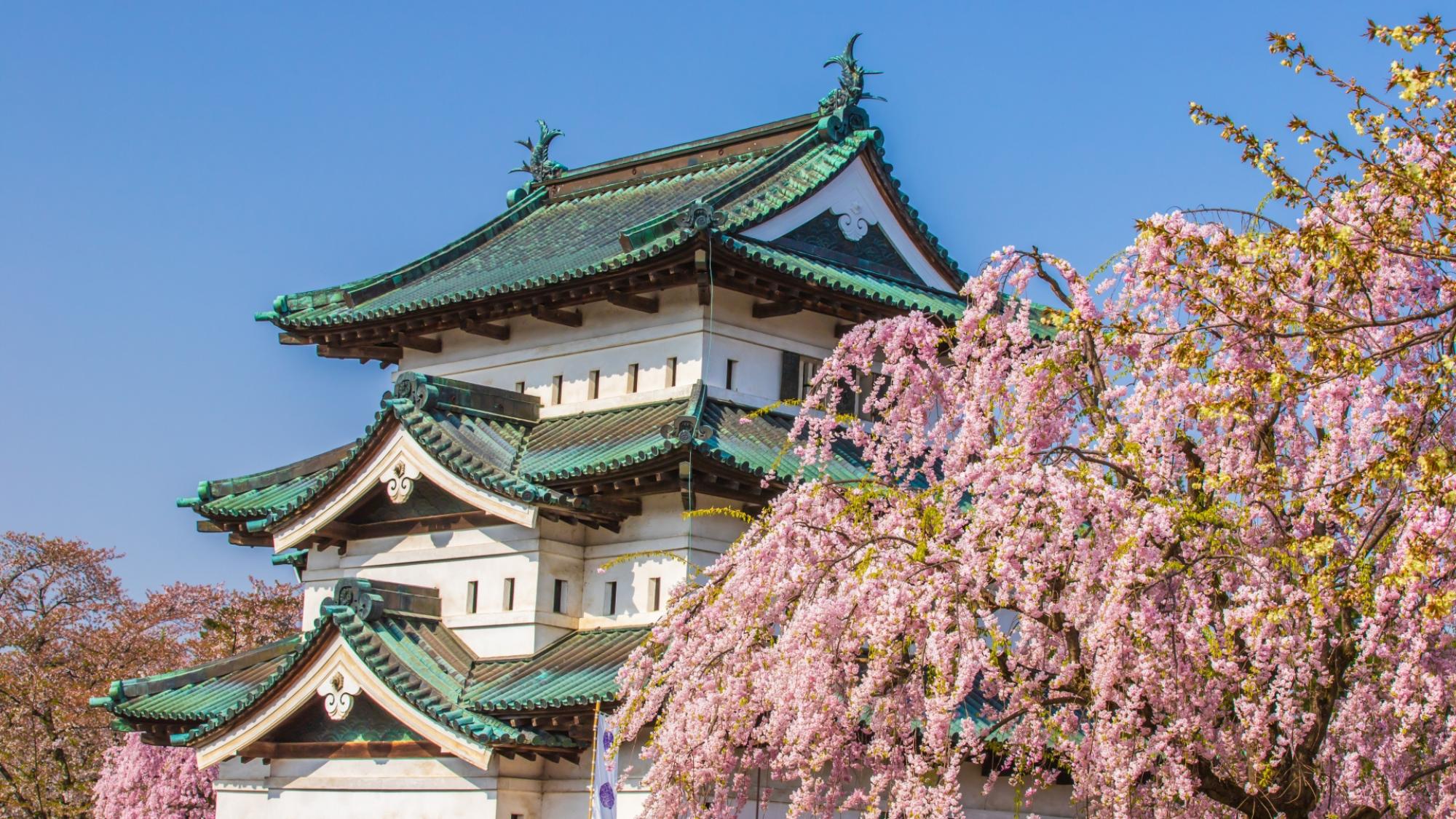 【弘前さくらまつり】天守前は満開の桜が最も近くで楽しめる人気スポット