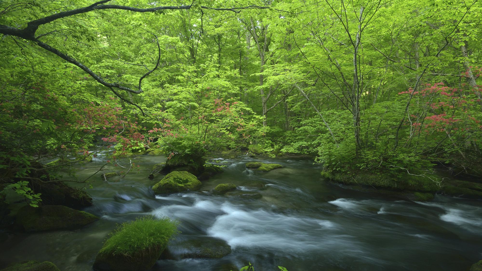 【奥入瀬渓流】躍動感あふれる清流と深い緑に包まれます。