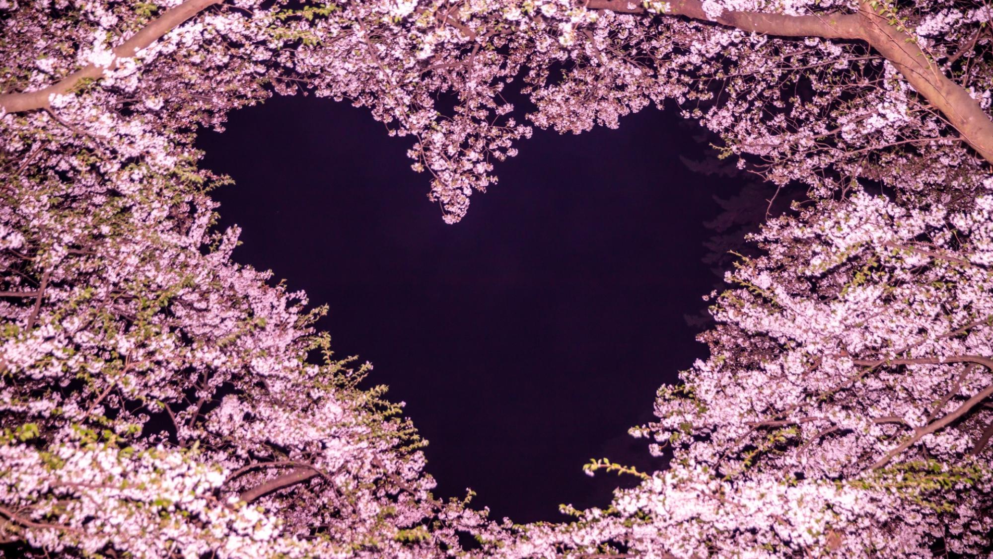 【弘前さくらまつり】桜の枝が重なりハート形に見える人気フォトスポット