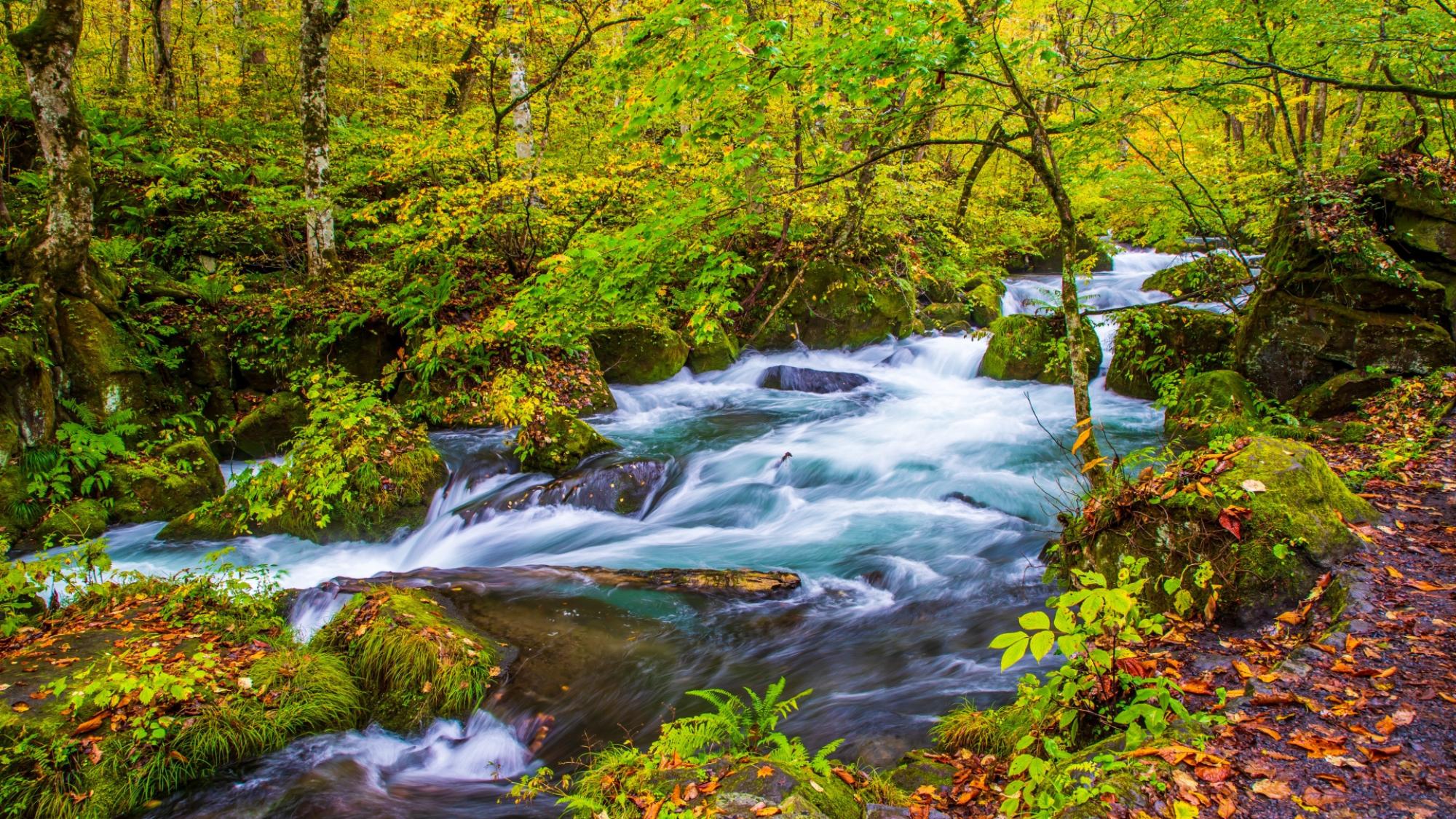 【奥入瀬｜秋】色づく森と瀬音が楽しめる人気ルート
