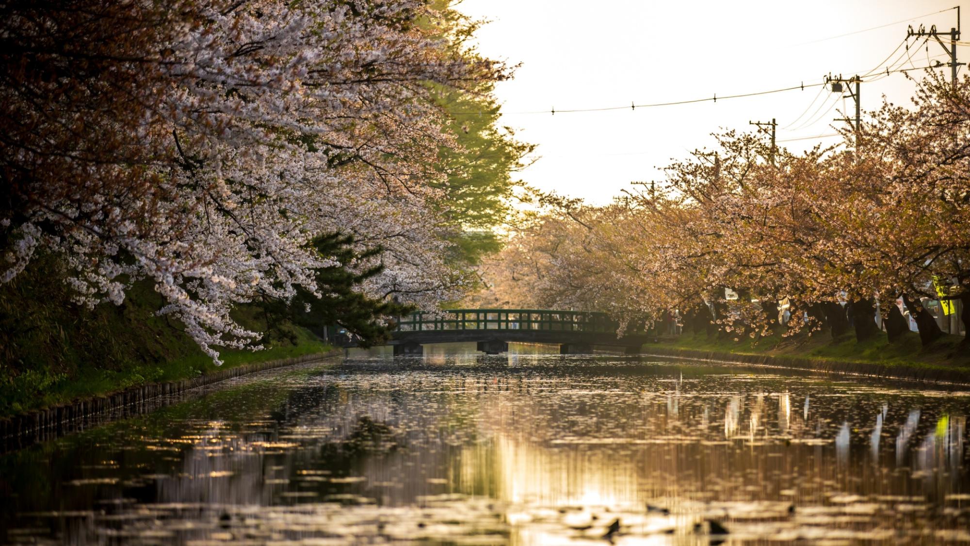 【弘前さくらまつり】夕方の西濠は光と桜が映える絶景の時間帯