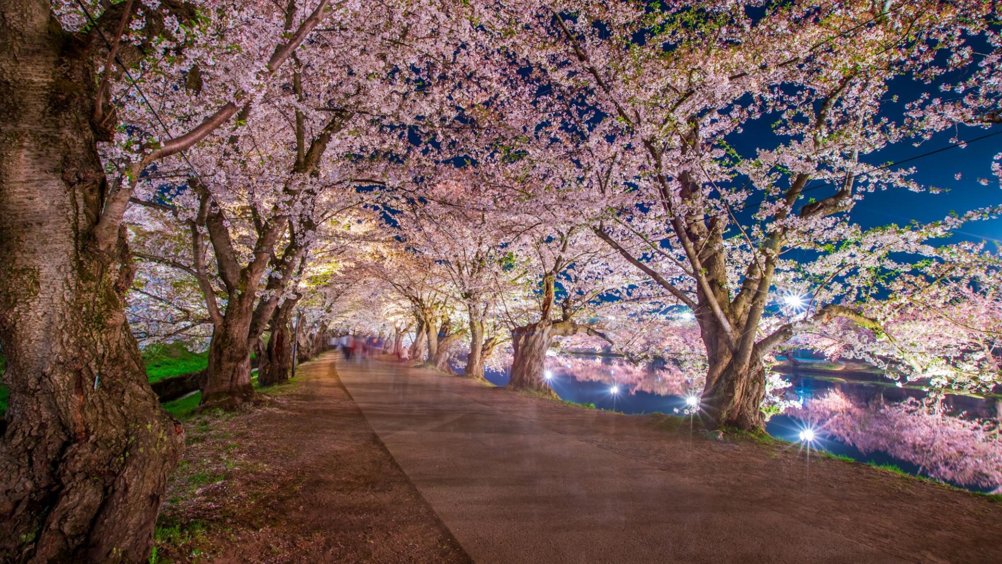 【弘前さくらまつり】夜の桜トンネルはライトアップで幻想的な散策路