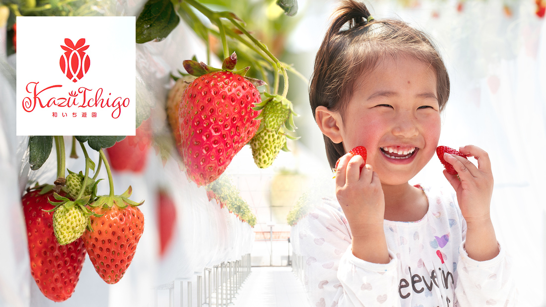 【いちご摘み(食べ放題)60分付き】車で30分！和いち遊園いちご摘み体験付き【月〜木】