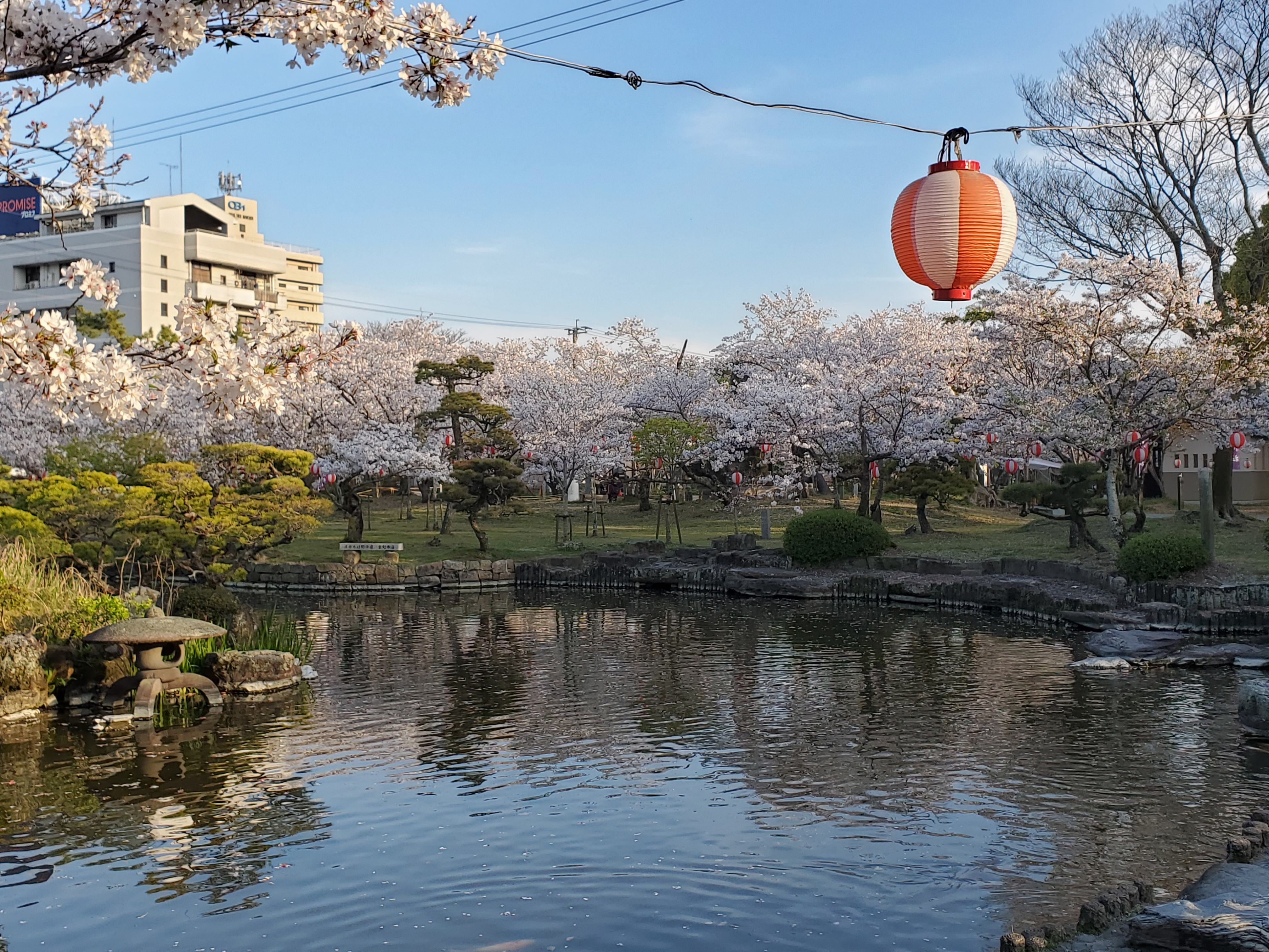 三柱神社の桜